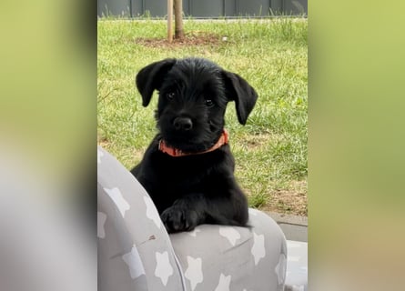 Mittelschnauzer Welpe Rüde