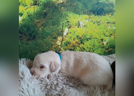Reinrassige Labradorwelpen