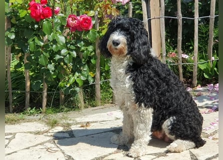 Portugiesische Wasserhund-Welpen aus der Welpenkrippe®