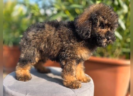 Cavapoo welpen