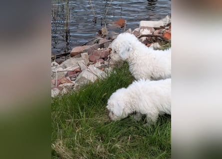 Spanische Wasserhund Welpen reinrassig