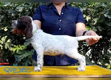 English setter Welpen (3 Rüden, 2 Hündinnen)