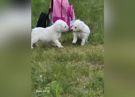 Spanische Wasserhund Welpen reinrassig