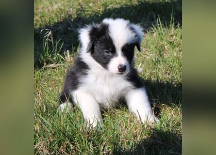 Australian Shepherd Welpe (reinrassig)