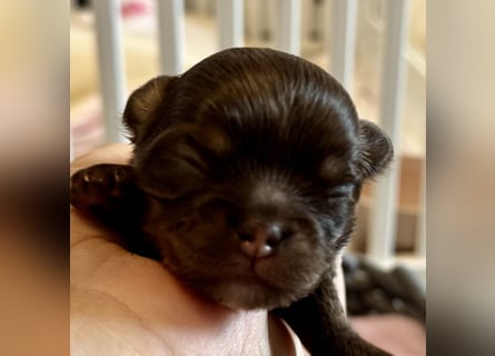 Wir haben aktuell Welpen. 2 Chihuahua Mädels