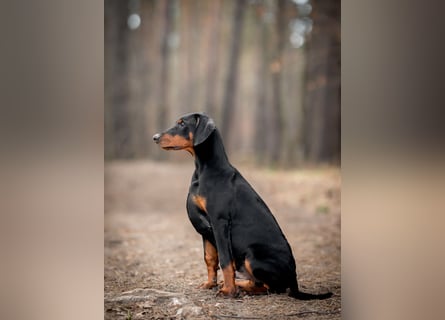 Doberman