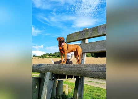 Rhodesian Ridgeback Welpen aus toller Verpaarung