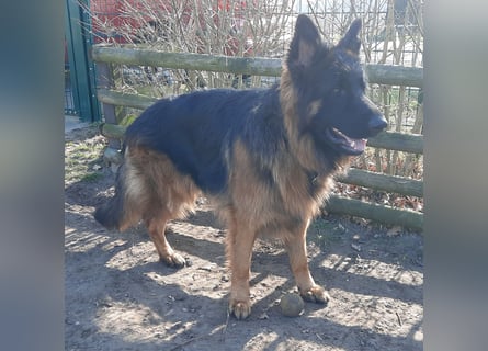 Langstockhaar Schäferhund  Rüde