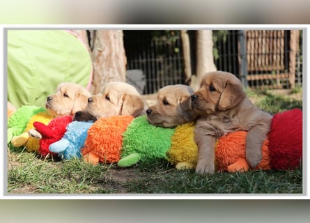 Golden Retriever Welpen vom Thüringer Wald