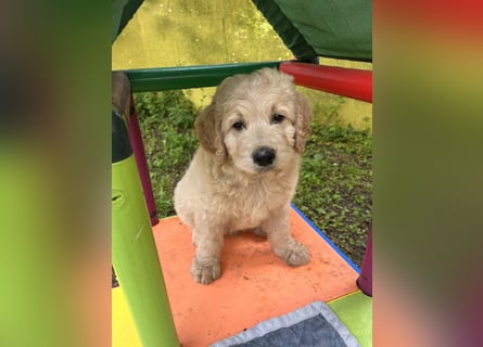 Goldendoodle mini Medium Doodle Abgabe an Pfingsten