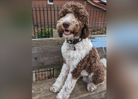 Welpen Labradoodle F1 Braun Groß Könispudel x Labrador