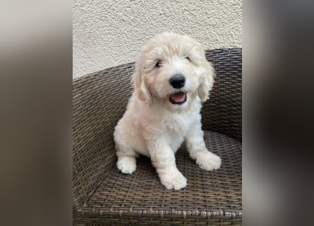 Abgabebereite Goldendoodle & Labradoodle Labrador+Golden+Retriever+Pudel Welpen