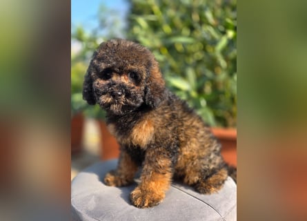 Cavapoo welpen