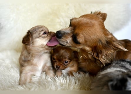 Supersüßes Mini Chihuahua Mädchen