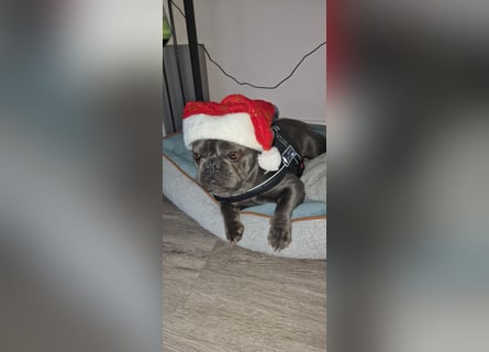 Französische Bulldogge Welpen