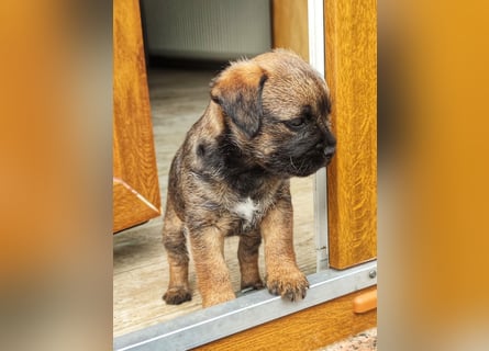 1 süße Border Terrier Hündin sucht ein liebevolles Zuhause