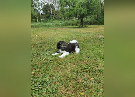 Amerikanische Akita