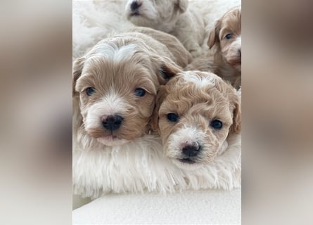 Traumhafte Maltipoo Welpen F1 Malteser Pudel