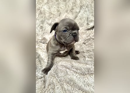 Gesunde Sportliche Französische Bulldog Hündin aus Familienzucht!