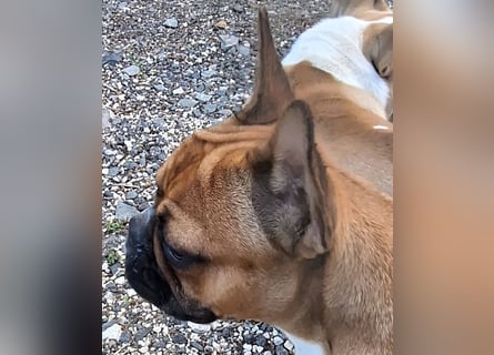 Französische Bulldogge reinrassig FCI (körperlich/genetisch getestet)