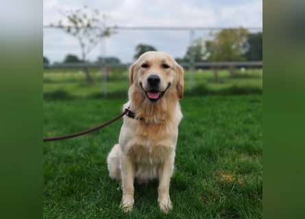 Golden Retriever Deckrüde mit FCI-Ahnentafel