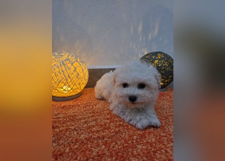 Reinrassige MALTESER Welpen suchen nach ein neues liebevolles Zuhause!
