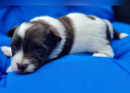 Bezaubernde Welpen aus Bolonka Zwetna und Pomeranian (Zwergspitz)