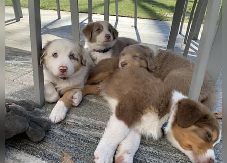 Reinrassige Australian Shepherd Welpen