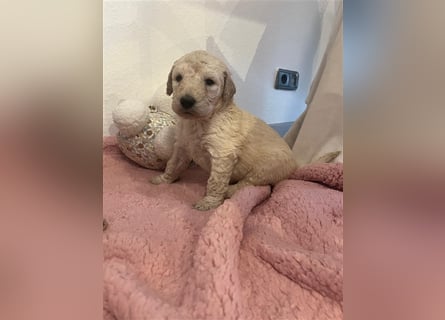 Wunderschöne Goldendoodle Welpen zu verkaufen Abgabe frühestens ab 06.12.24