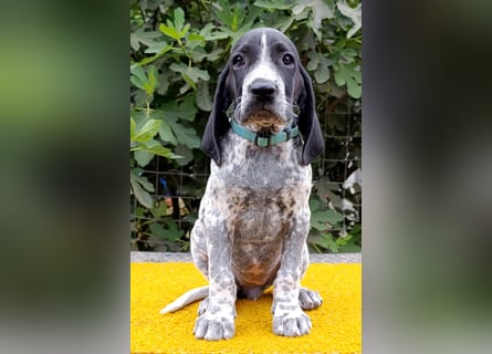 Braque d'Auvergne (Auvergne Vorstehhund) Welpe