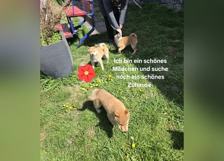 Shiba inu Welpen.   vom Haus Joe   ,Liebhaberzucht