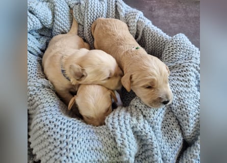 Labradoddle F1