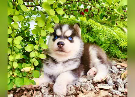 FCI Pedigree Blue Eyed Black & White Siberian Husky Champion Puppy
