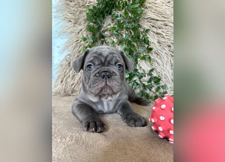 Französische Bulldoggen Welpen