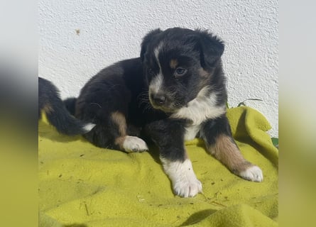 Hübsche Aussie Welpen