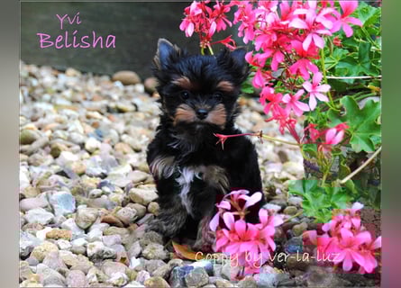Yorkshire Terrier Welpen -verschiedene Farbgebungen u. Größen