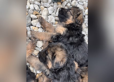 Deutsche Schäferhunde Langstockhaar