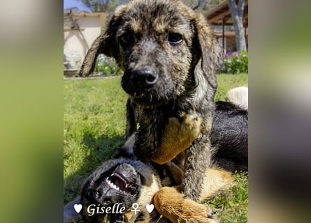 Gigi und Giselle suchen ein Zuhause