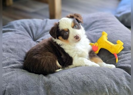 Mini Aussie Hündin / Mini American Shepherds aus Liebevoller Aufzucht