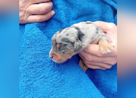 Golden Aussie