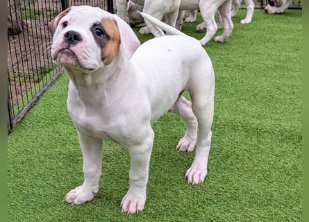 American Bulldog Welpen