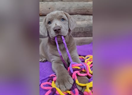 Labrador Aussiedor Welpen  in silber und silber merle aus liebevoller Zucht