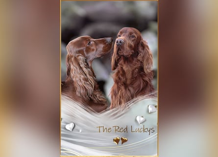 Valentinstags Irish Setter Welpen mit FCI- und VDH-Papieren