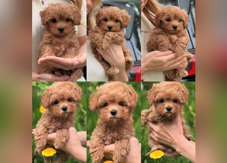 Maltipoo Welpen 10 Wochen