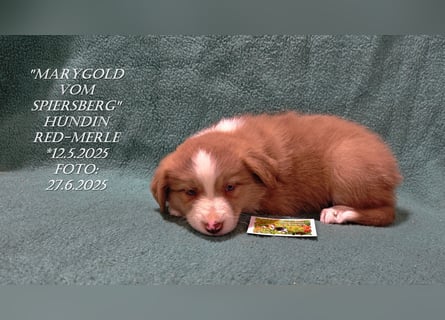 Border Collie-Welpen , black-,choco-,red-white und red-,black-merle