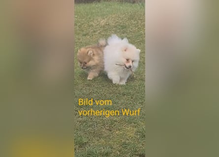 zuckersüße Pomeranianwelpe