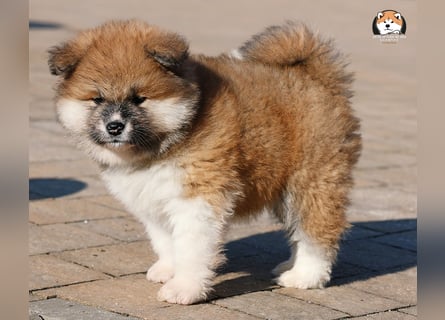 * Akita Inu - Japanische Akita langhaar Welpen, FCI registriert *
