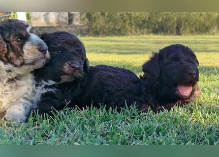 Lagotto con pedigre export