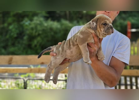Old English Bulldog Welpen