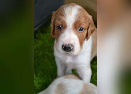 Sportlicher Familienhund - Irish Red and White Setter